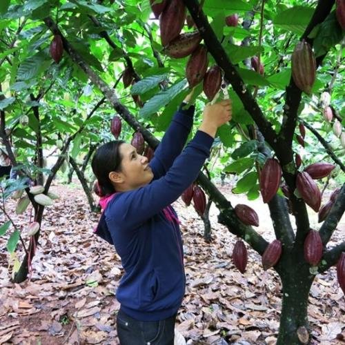 Day 12: The cocoa garden in Can Tho.